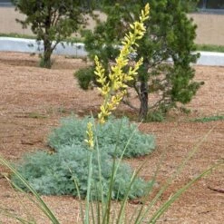 Yellow Flowering Texas Yucca (Hesperaloe) -Garden Outfitters Store hesperaloe parviflora yellow flower