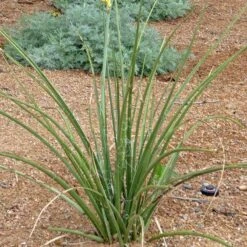 Yellow Flowering Texas Yucca (Hesperaloe) -Garden Outfitters Store hesperaloe parviflora yellow plant