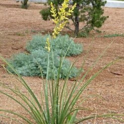 Yellow Flowering Texas Yucca (Hesperaloe) -Garden Outfitters Store hesperaloe parviflora yellow plant and flower