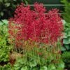 Firefly Coral Bells 2 Firefly Coral Bells -Garden Outfitters Store heuchera firefly coral bells 1