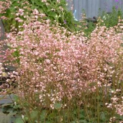Weston Pink Coral Bells 7 Weston Pink Coral Bells -Garden Outfitters Store heuchera weston pink coral bells