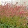 Weston Pink Coral Bells -Garden Outfitters Store heuchera weston pink coral bells garden
