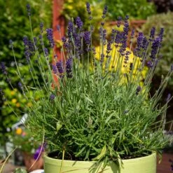 Hidcote Superior English Lavender 7 Hidcote Superior English Lavender -Garden Outfitters Store hidcote superior english lavender pot