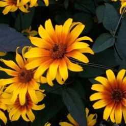 Garden Outfitters Store -Garden Outfitters Store high country gardens heliopsis helianthoides burning hearts 1