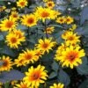 Burning Hearts Heliopsis 2 Burning Hearts Heliopsis -Garden Outfitters Store high country gardens heliopsis helianthoides burning hearts 2