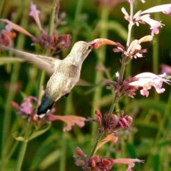 Agastache Rupestris -Garden Outfitters Store hummingbird agastache rupestris robert latham ca 2 1 4