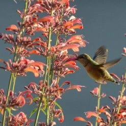 Agastache Rupestris -Garden Outfitters Store hummingbirdandagastache rupestris