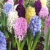 Easter Joy Hyacinth Mix -Garden Outfitters Store hyacinth easter joy mix garden flowers