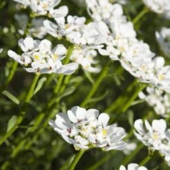 Purity Dwarf Candytuft (Iberis) 8 Purity Dwarf Candytuft (Iberis) -Garden Outfitters Store iberis sempervirens purity dwarf candytuft 59555 1 1