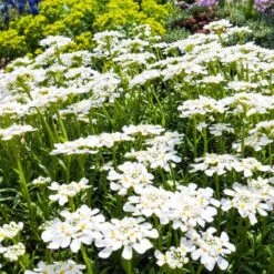 Purity Dwarf Candytuft (Iberis) 9 Purity Dwarf Candytuft (Iberis) -Garden Outfitters Store iberis sempervirens purity dwarf candytuft 59555 2.jpg 1
