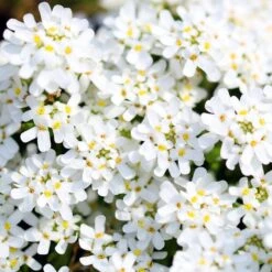 Purity Dwarf Candytuft (Iberis) 7 Purity Dwarf Candytuft (Iberis) -Garden Outfitters Store iberis sempervirens purity dwarf candytuft 59555 4 1