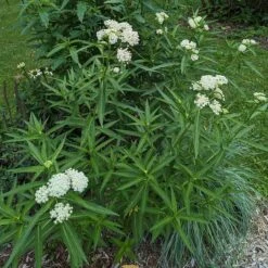 Ice Ballet Swamp Milkweed -Garden Outfitters Store ice ballet 4