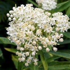 Ice Ballet Swamp Milkweed -Garden Outfitters Store ice ballet milkweed asclepias in