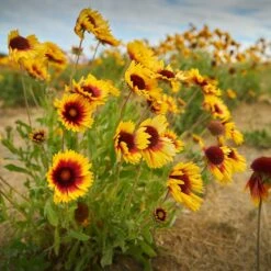 Dry Area Wildflower Seed Mix -Garden Outfitters Store indian blanket flower