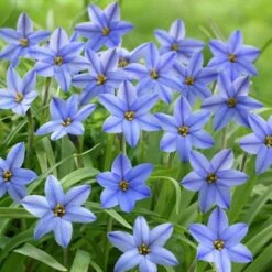 Jessie Spring Starflower -Garden Outfitters Store ipheionjessie