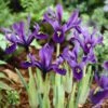 George Specie Iris (Mini Iris) 1 George Specie Iris (Mini Iris) -Garden Outfitters Store iris histroides george 1