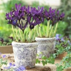 George Specie Iris (Mini Iris) 8 George Specie Iris (Mini Iris) -Garden Outfitters Store iris histroides george in containers