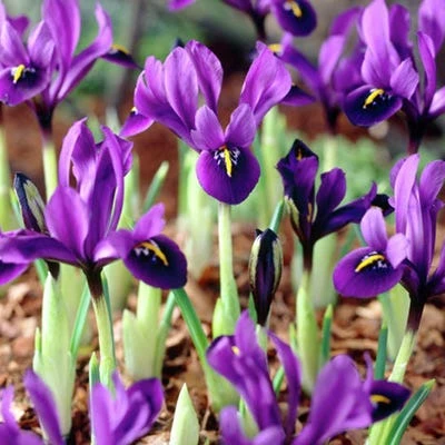 George Specie Iris (Mini Iris) 4 George Specie Iris (Mini Iris) - Image 2