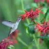 Jacob Cline Bee Balm -Garden Outfitters Store jacob kline monardaand annas hummingbird pam koch az 3