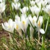 Joan Of Arc Dutch Crocus -Garden Outfitters Store joan of arc crocus white 1103171546 cropped