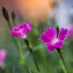 Kahori Pink® Dianthus 8 Kahori Pink® Dianthus -Garden Outfitters Store kahori pink dianthus bloom