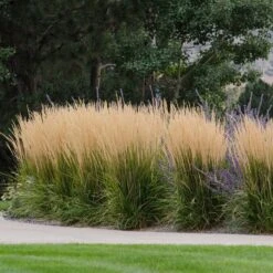 Karl Foerster Feather Reed Grass -Garden Outfitters Store karl feorster feather reed grass 1