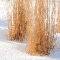 Karl Foerster Feather Reed Grass -Garden Outfitters Store karl foerster feather reed grass winter