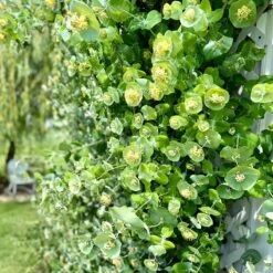 Kintzley's Ghost® Honeysuckle Vine -Garden Outfitters Store kintzkeys ghost honeysucke 1