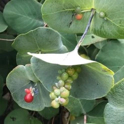 Kintzley's Ghost® Honeysuckle Vine -Garden Outfitters Store kintzkeys ghost honeysucke 2