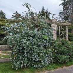 Kintzley's Ghost® Honeysuckle Vine -Garden Outfitters Store kintzkeys ghost honeysucke 3