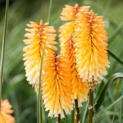 Dwarf Red Hot Poker 13 Dwarf Red Hot Poker -Garden Outfitters Store kniphofia triangularis dwarf red hot poker