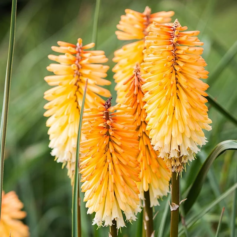 Dwarf Red Hot Poker 8 Dwarf Red Hot Poker - Image 6