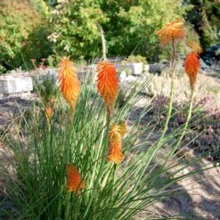 Dwarf Red Hot Poker 12 Dwarf Red Hot Poker -Garden Outfitters Store kniphofia trangularis mike daavy