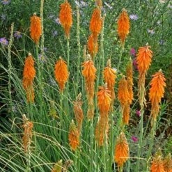 Dwarf Red Hot Poker 9 Dwarf Red Hot Poker -Garden Outfitters Store kniphofia triangularis