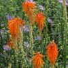 Dwarf Red Hot Poker -Garden Outfitters Store kniphofia triangularis biennial aster