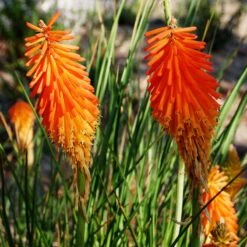 Dwarf Red Hot Poker 11 Dwarf Red Hot Poker -Garden Outfitters Store kniphofia triangularis mike davvy