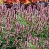 Kudos™ Silver Blue Agastache -Garden Outfitters Store kudos silver blue agastache 1