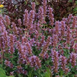 Kudos™ Silver Blue Agastache -Garden Outfitters Store kudos silver blue agastache 3