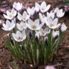 Lady Killer Snow Crocus -Garden Outfitters Store lady killer snow crocus