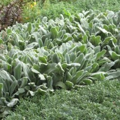 Helen Von Stein Lamb's Ear -Garden Outfitters Store lambs ear helen von stein 1