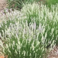 FlowerKisser® Delft Blue & White English Lavender 10 FlowerKisser® Delft Blue & White English Lavender -Garden Outfitters Store lavandula angustifolia flowerkisser delft blue and white flowers