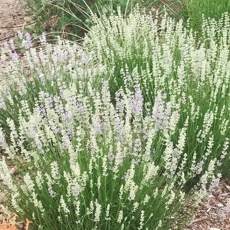 FlowerKisser® Delft Blue & White English Lavender 6 FlowerKisser® Delft Blue & White English Lavender - Image 4