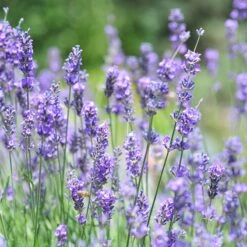 Vera English Lavender 9 Vera English Lavender -Garden Outfitters Store lavandula angustifolia vera