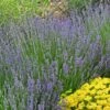 Vera English Lavender 2 Vera English Lavender -Garden Outfitters Store lavandula angustifolia vera eriogonum umbellatum proliferum cropped cc 1
