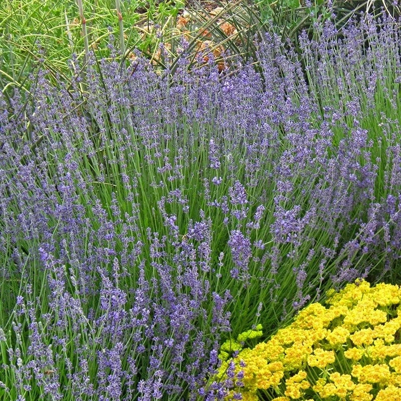 Vera English Lavender 3 Vera English Lavender