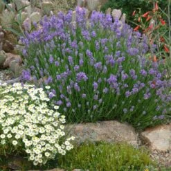 Wee One Dwarf English Lavender -Garden Outfitters Store lavandula angustifolia wee one with melampodium leucanthum 1