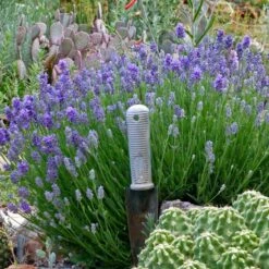 Wee One Dwarf English Lavender -Garden Outfitters Store lavandula angustifolia wee one with trowel for size cc 1
