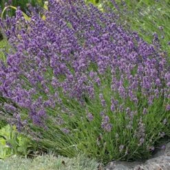 Buena Vista English Lavender -Garden Outfitters Store lavandula buena vista lavender garden 2