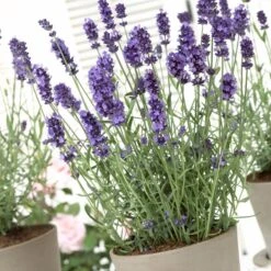 Hidcote Blue English Lavender -Garden Outfitters Store lavandula hidcote lavender pot 1
