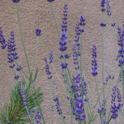Gros Bleu French Lavender -Garden Outfitters Store lavandula inter gros bleu close up 1